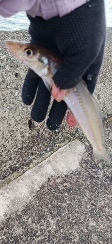 キスの釣果