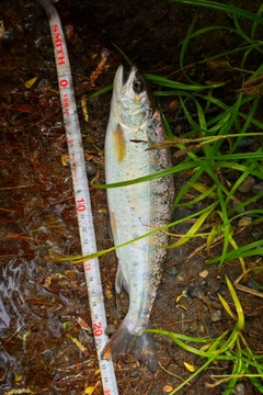 ヤマメの釣果