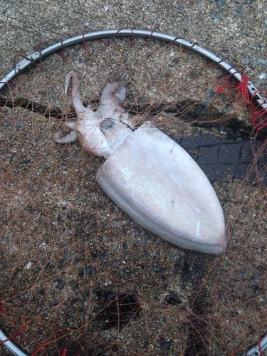 モンゴウイカの釣果