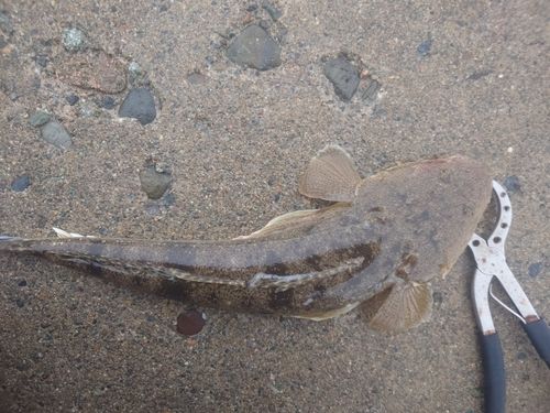 マゴチの釣果