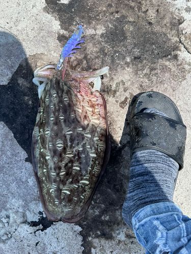 釣果