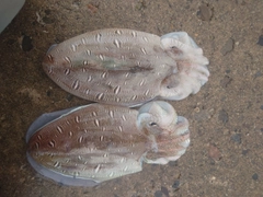 モンゴウイカの釣果