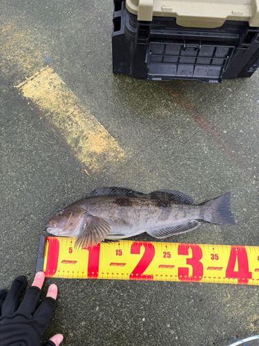 アイナメの釣果