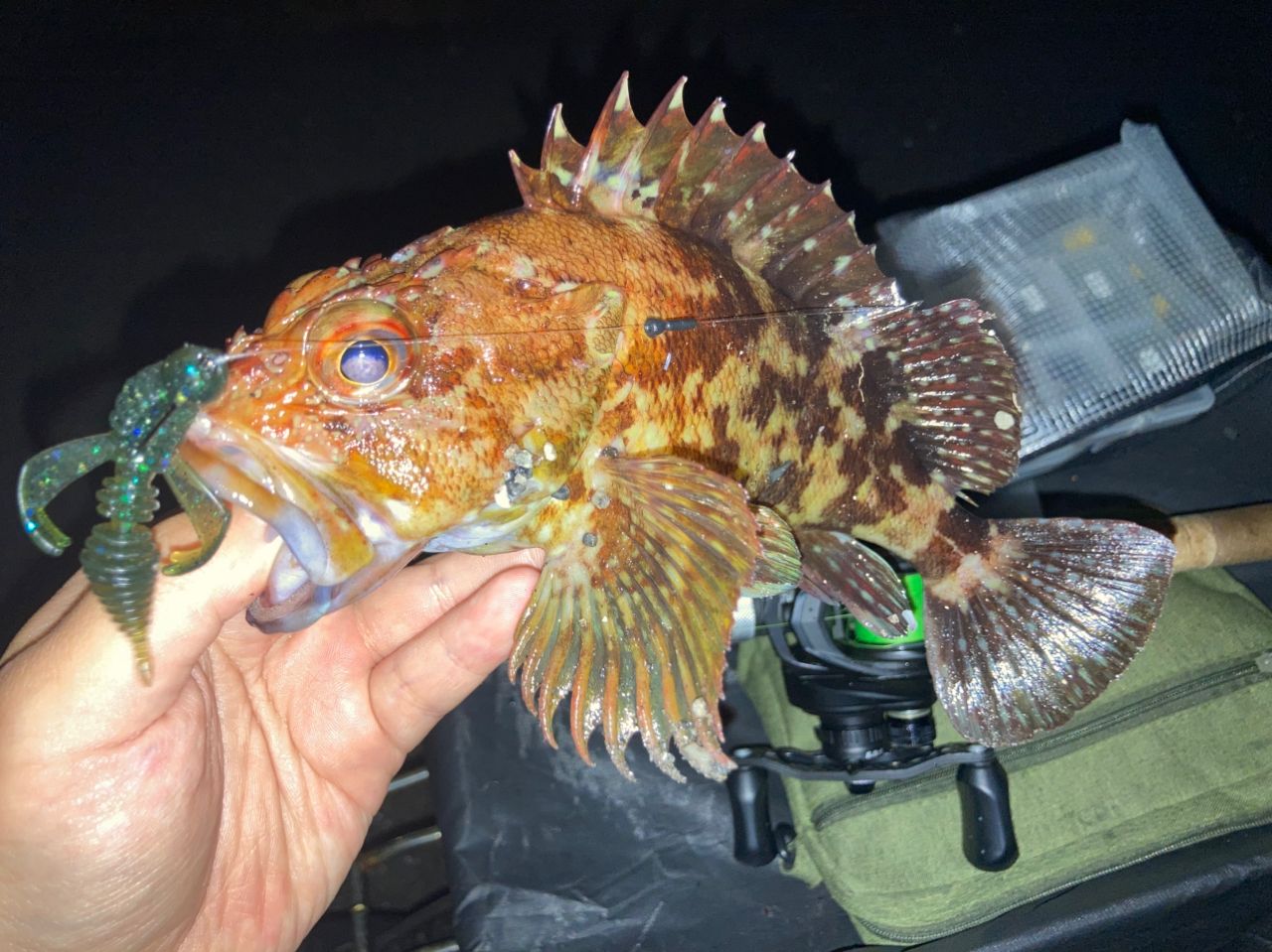 AbuGarcia ズームサファリ ZMSC-565Lの最安値・インプレ・釣果 | 本音