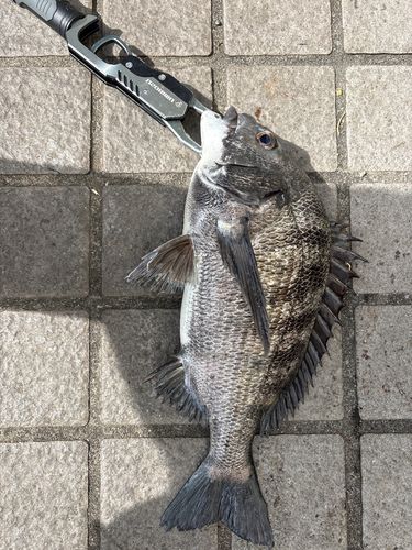 クロダイの釣果