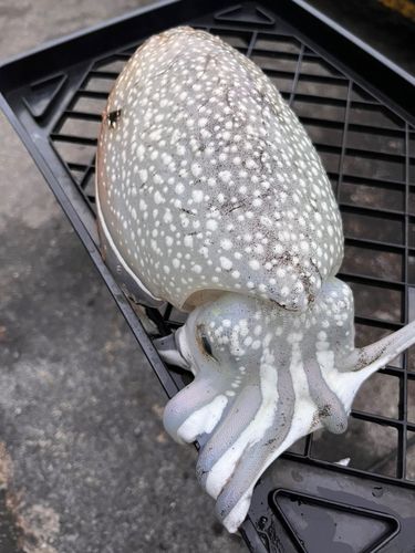 シリヤケイカの釣果