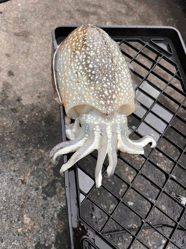 シリヤケイカの釣果