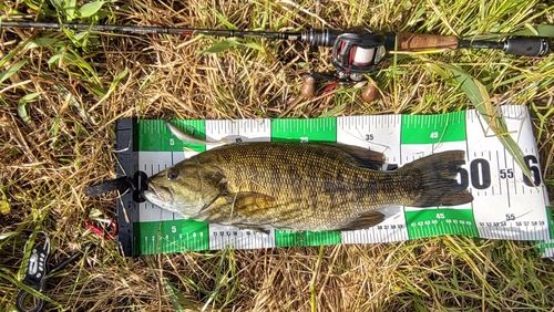 スモールマウスバスの釣果