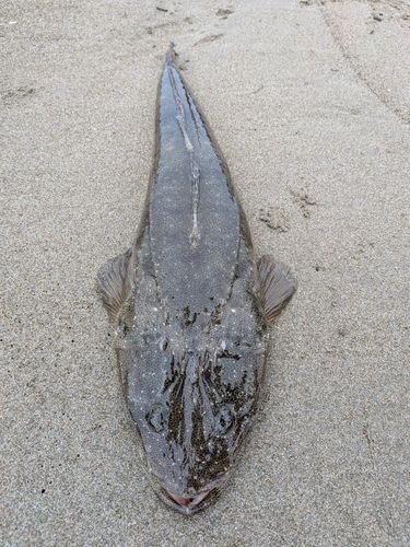 マゴチの釣果