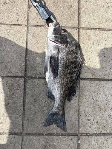 クロダイの釣果