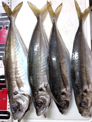 マアジの釣果
