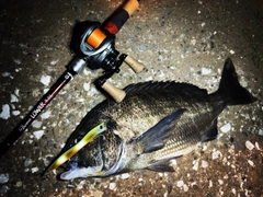 チヌの釣果