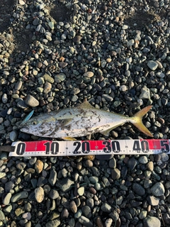 イナダの釣果