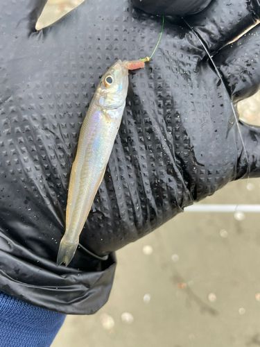キスの釣果