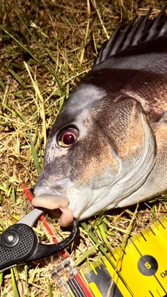 コショウダイの釣果