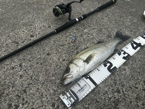 スズキの釣果