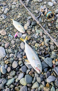 ワカシの釣果