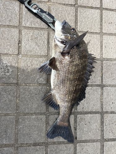 クロダイの釣果