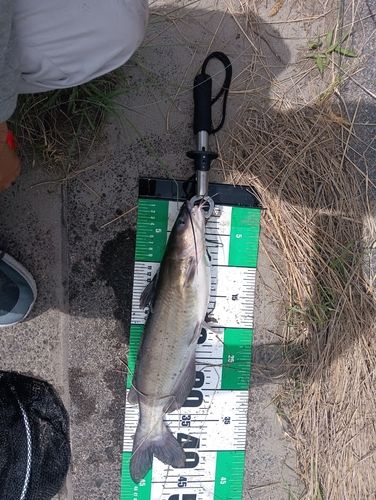 アメリカナマズの釣果