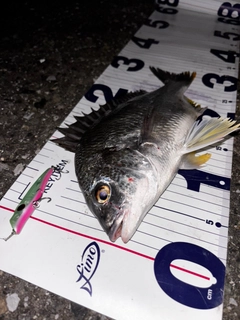 キビレの釣果