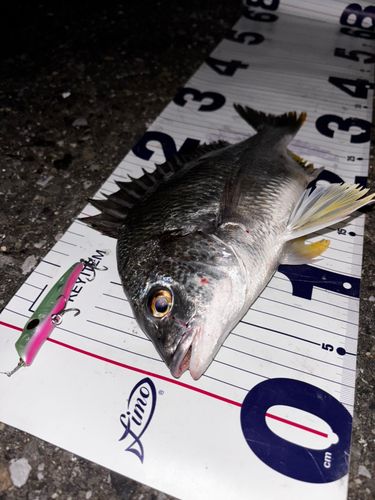 キビレの釣果