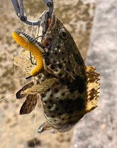 チャイロマルハタの釣果
