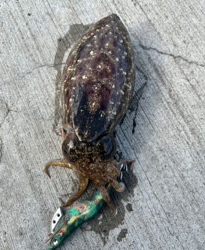 モンゴウイカの釣果