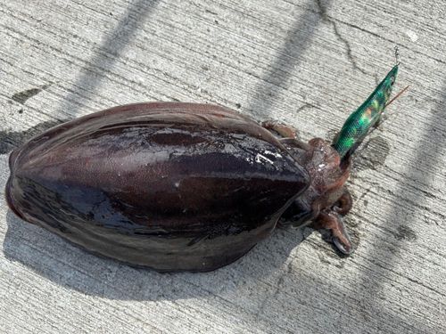 コウイカの釣果