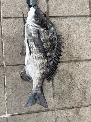 クロダイの釣果