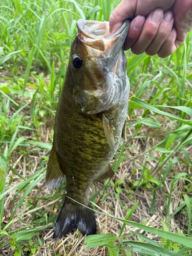 スモールマウスバスの釣果