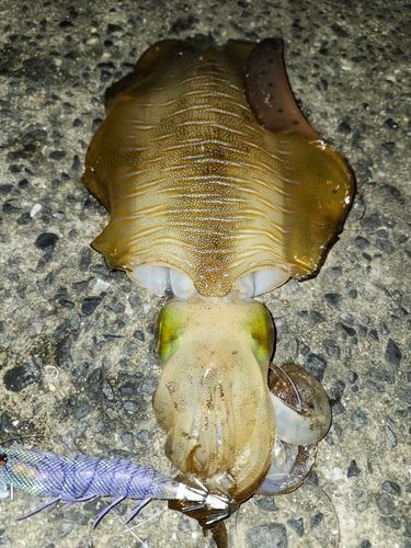 アオリイカの釣果