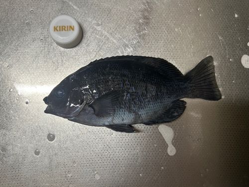 メジナの釣果