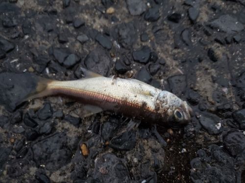 釣果