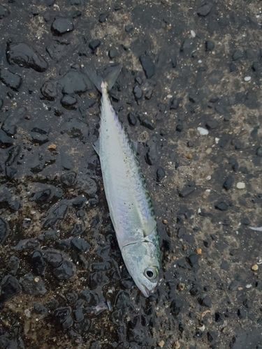 サバの釣果
