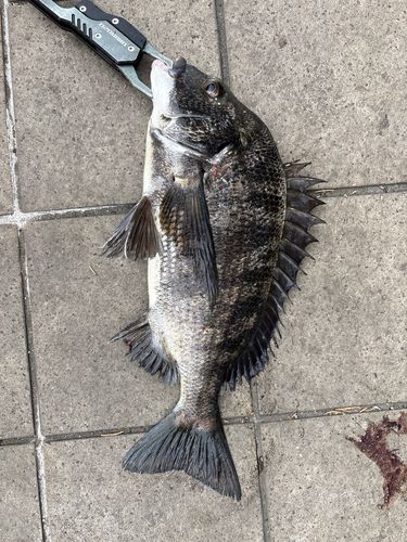クロダイの釣果
