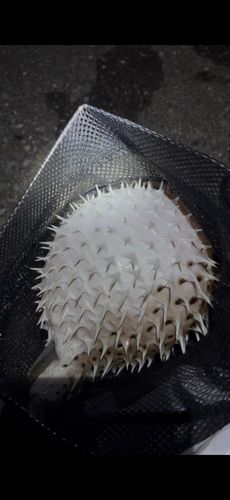 ハリセンボンの釣果
