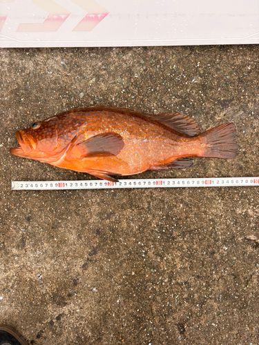 アコウの釣果