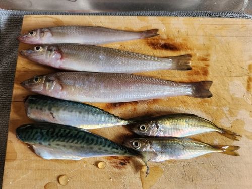 サバの釣果