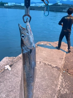 タチウオの釣果