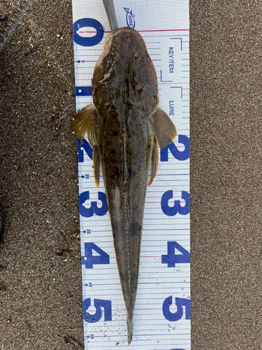マゴチの釣果