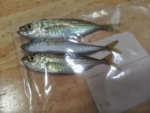 アジの釣果