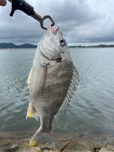 キビレの釣果