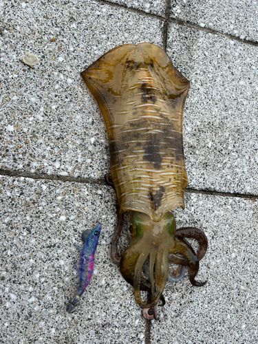 アオリイカの釣果