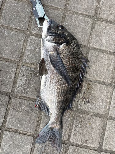 クロダイの釣果