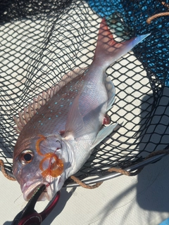 マダイの釣果