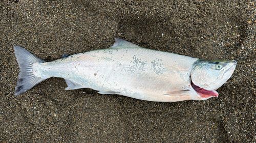 サクラマスの釣果