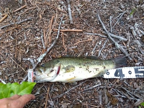 ラージマウスバスの釣果