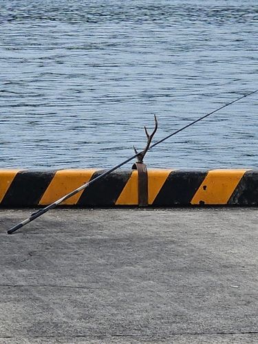 エイの釣果