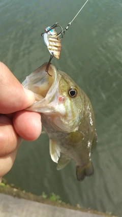 スモールマウスバスの釣果