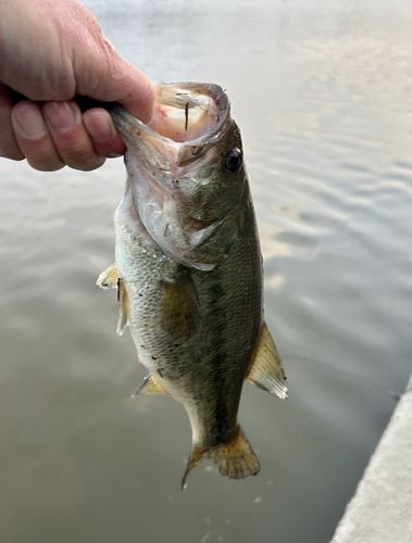 茨城県で釣れたライギョの釣り・釣果情報 - アングラーズ | 釣果600万
